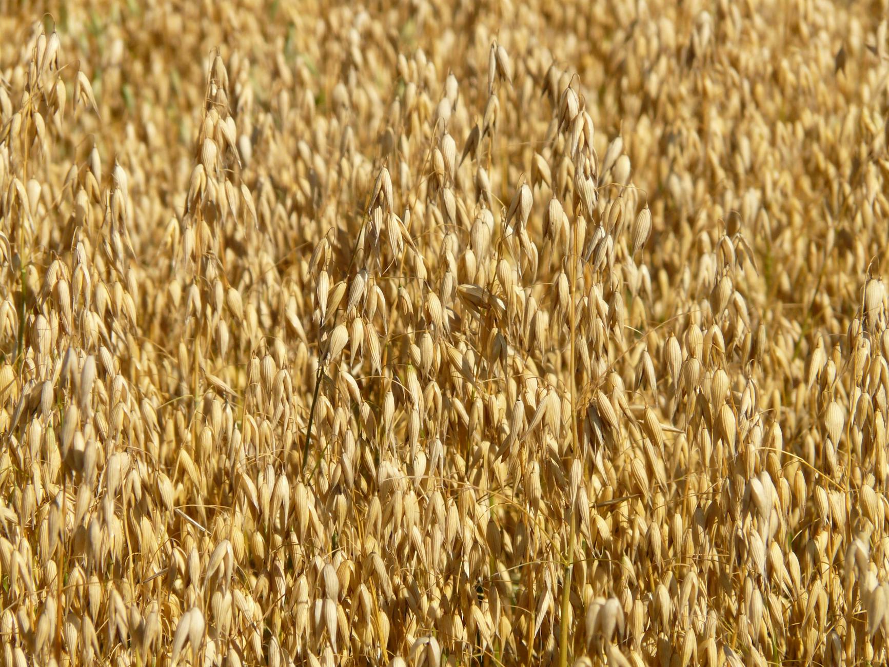Avena