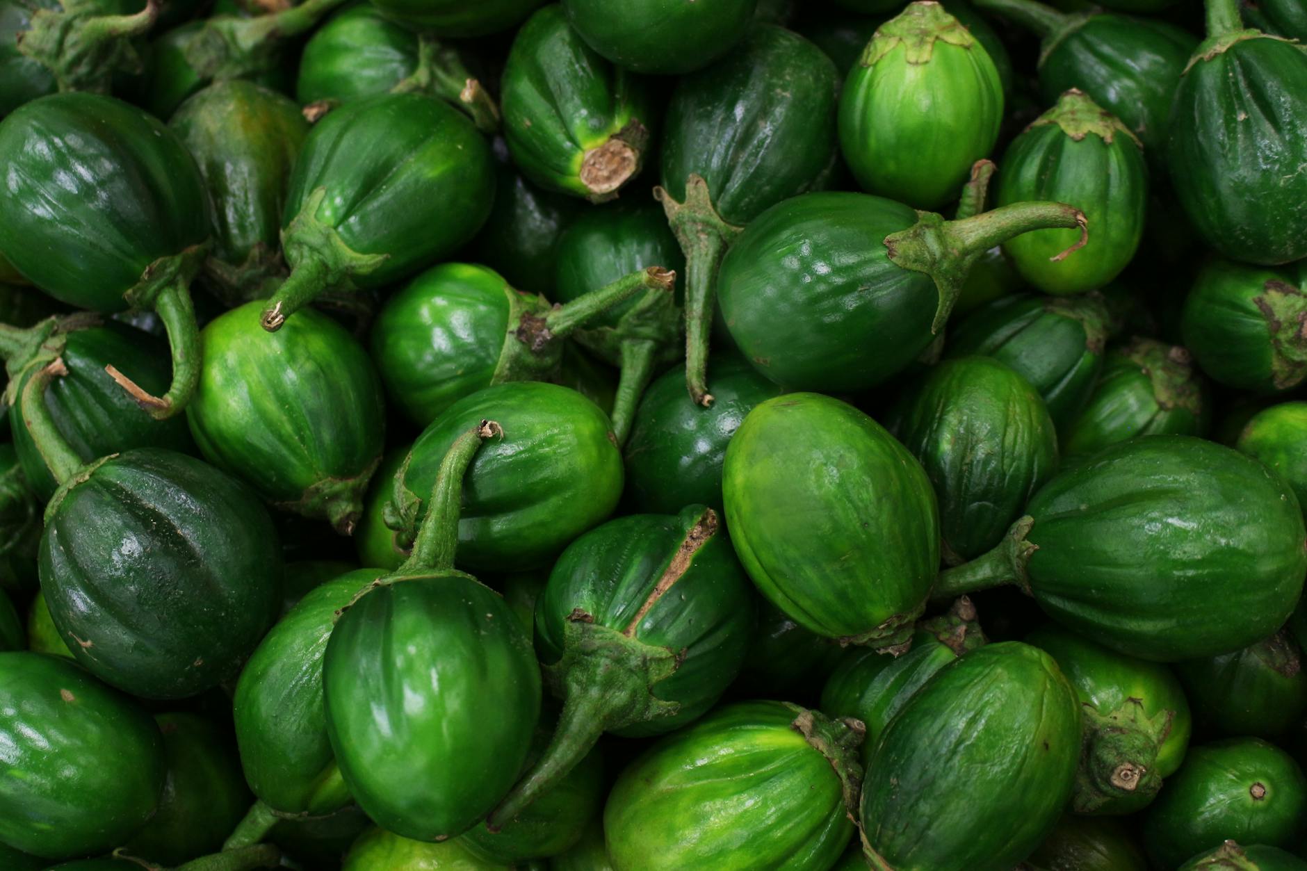 Berenjena híbrida