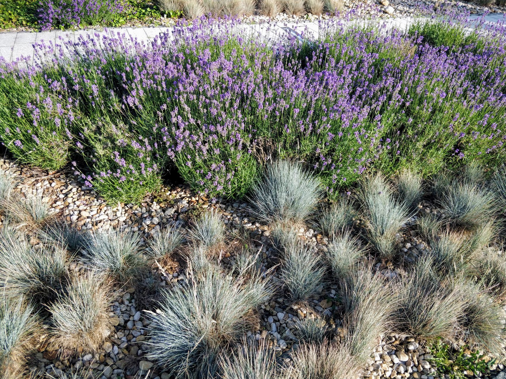 Festuca alta