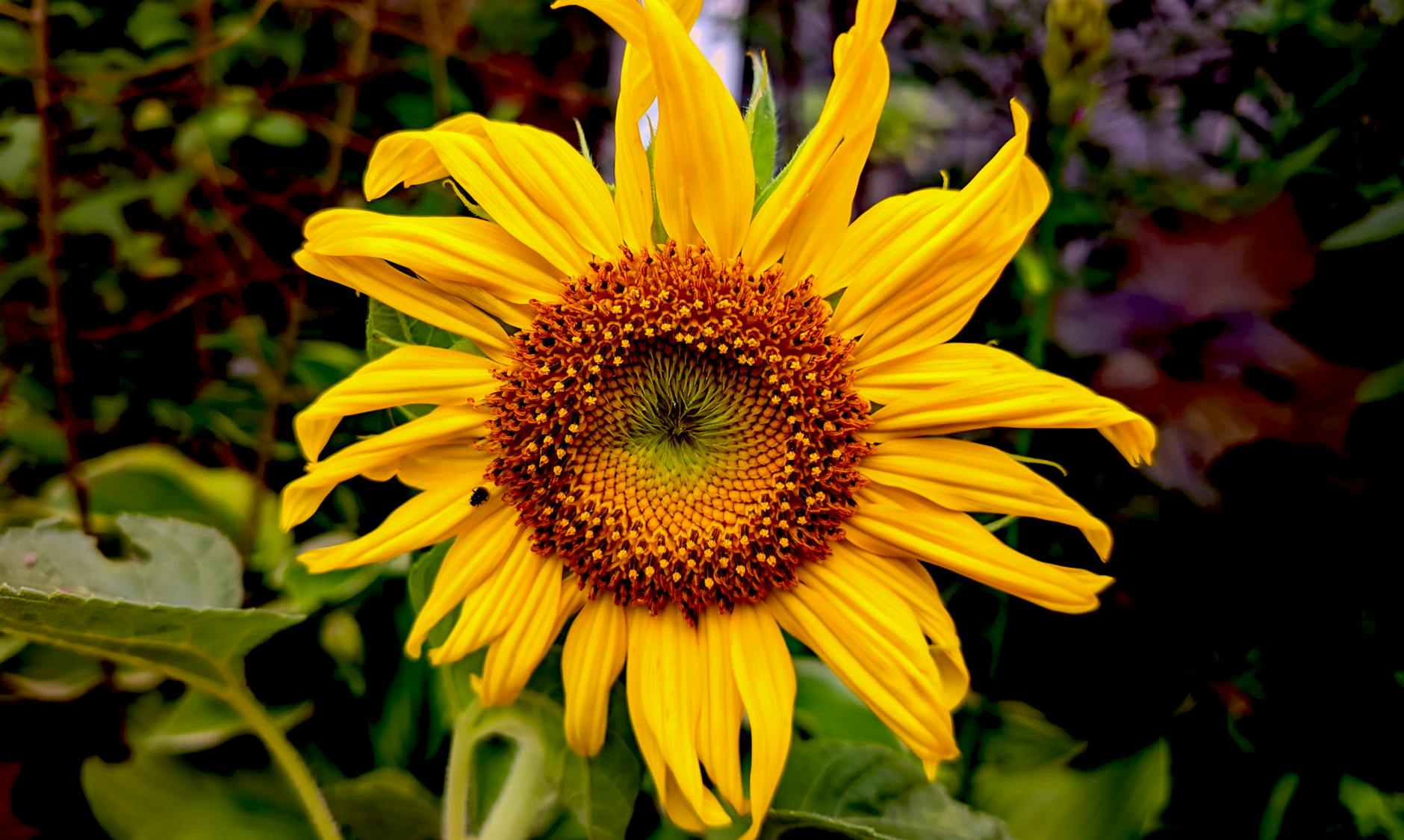 Girasol