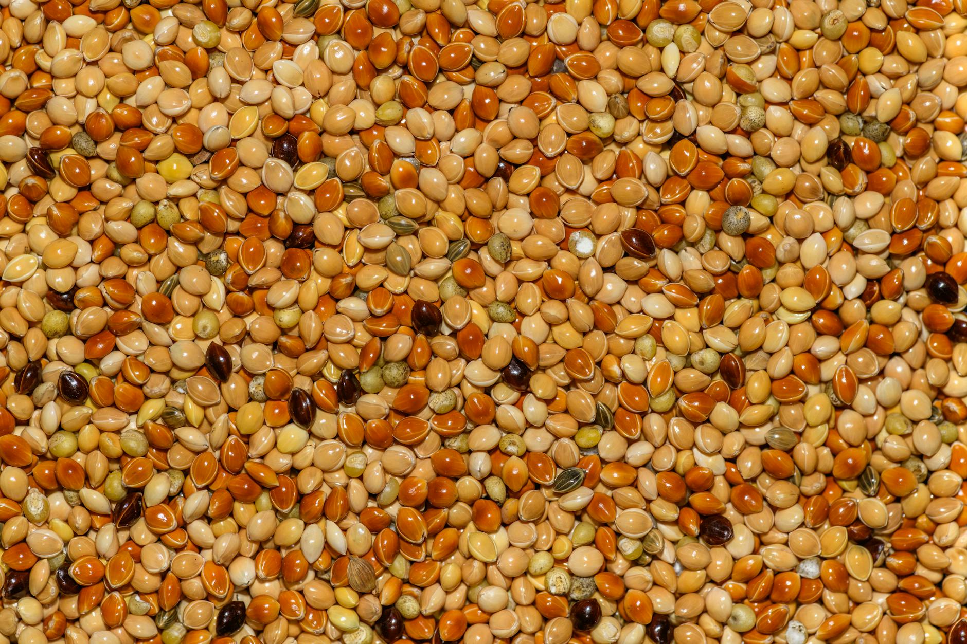 Sorgo × pasto del Sudán