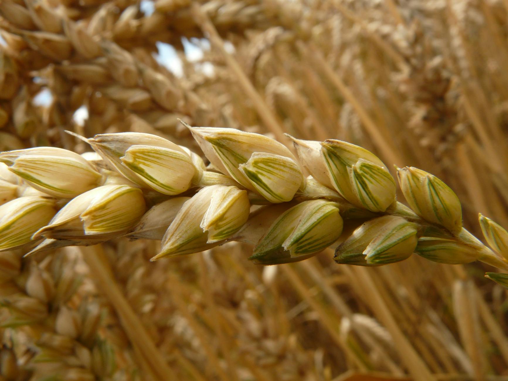 Triticale
