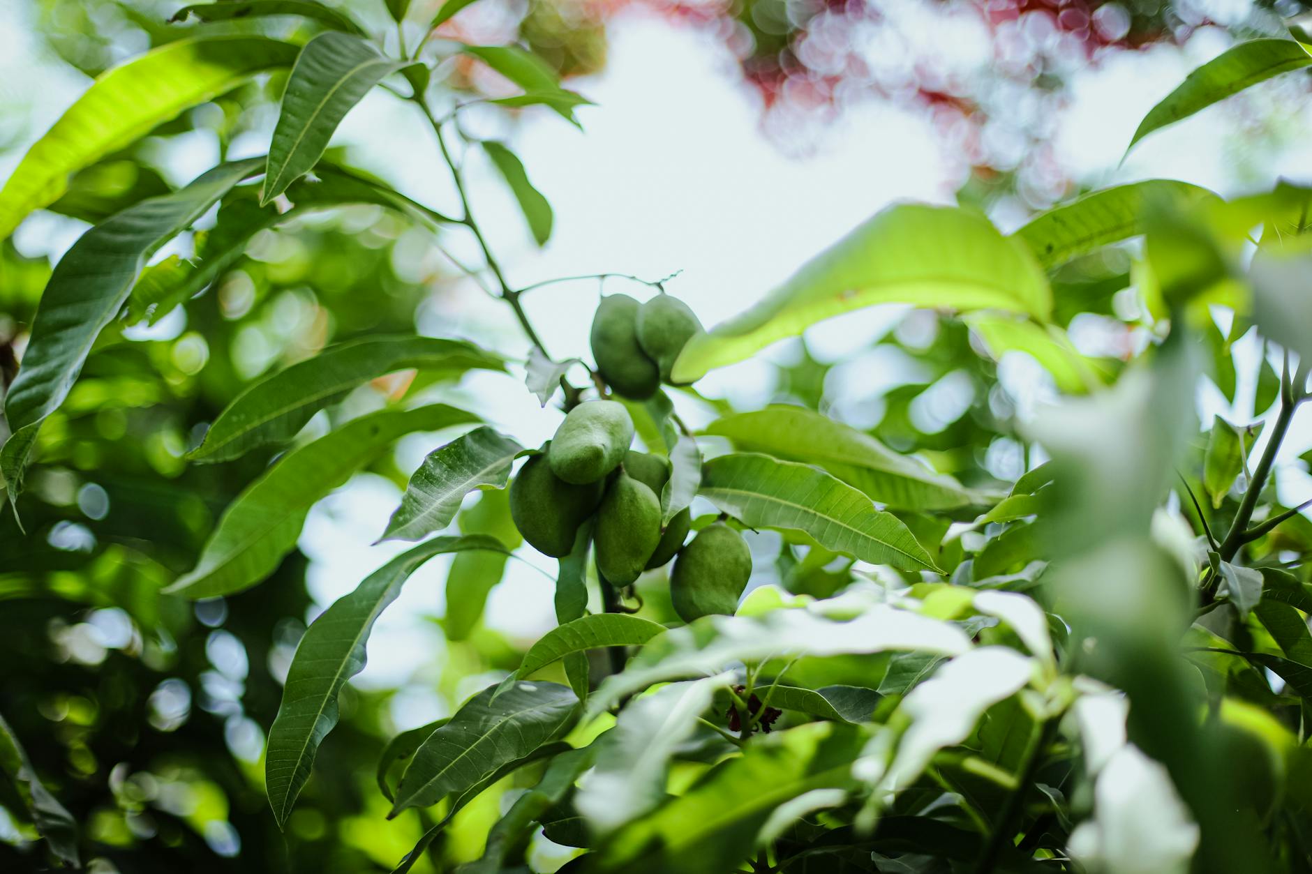 Primer plano de mangos verdes colgando de la rama de un árbol frondoso, bañados por la luz del sol.