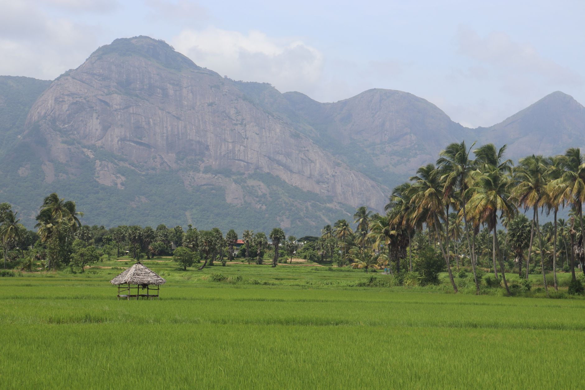 Arrozales Verdes Y Exuberantes En Palakkad, Kerala