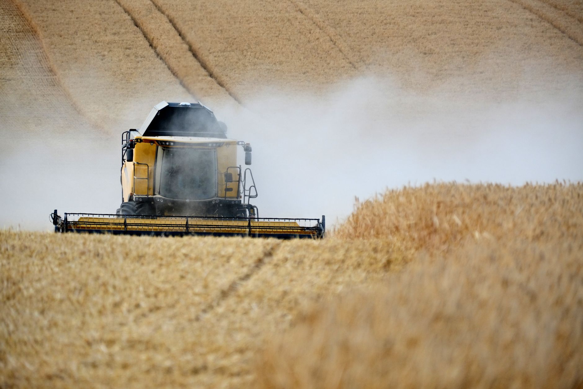 Una cosechadora trabajando en un campo de trigo dorado con polvo detrás.