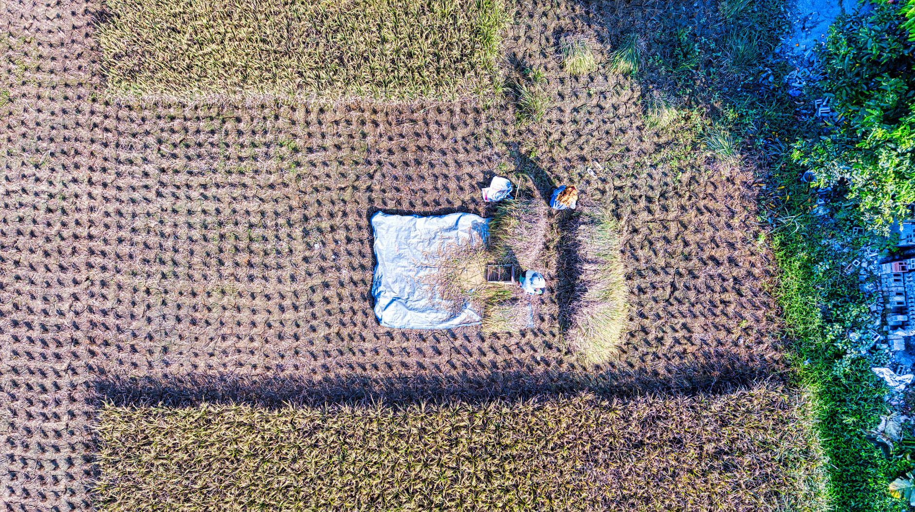 Fotos de stock gratuitas de aéreo, agricultura, agricultura del sudeste asiático