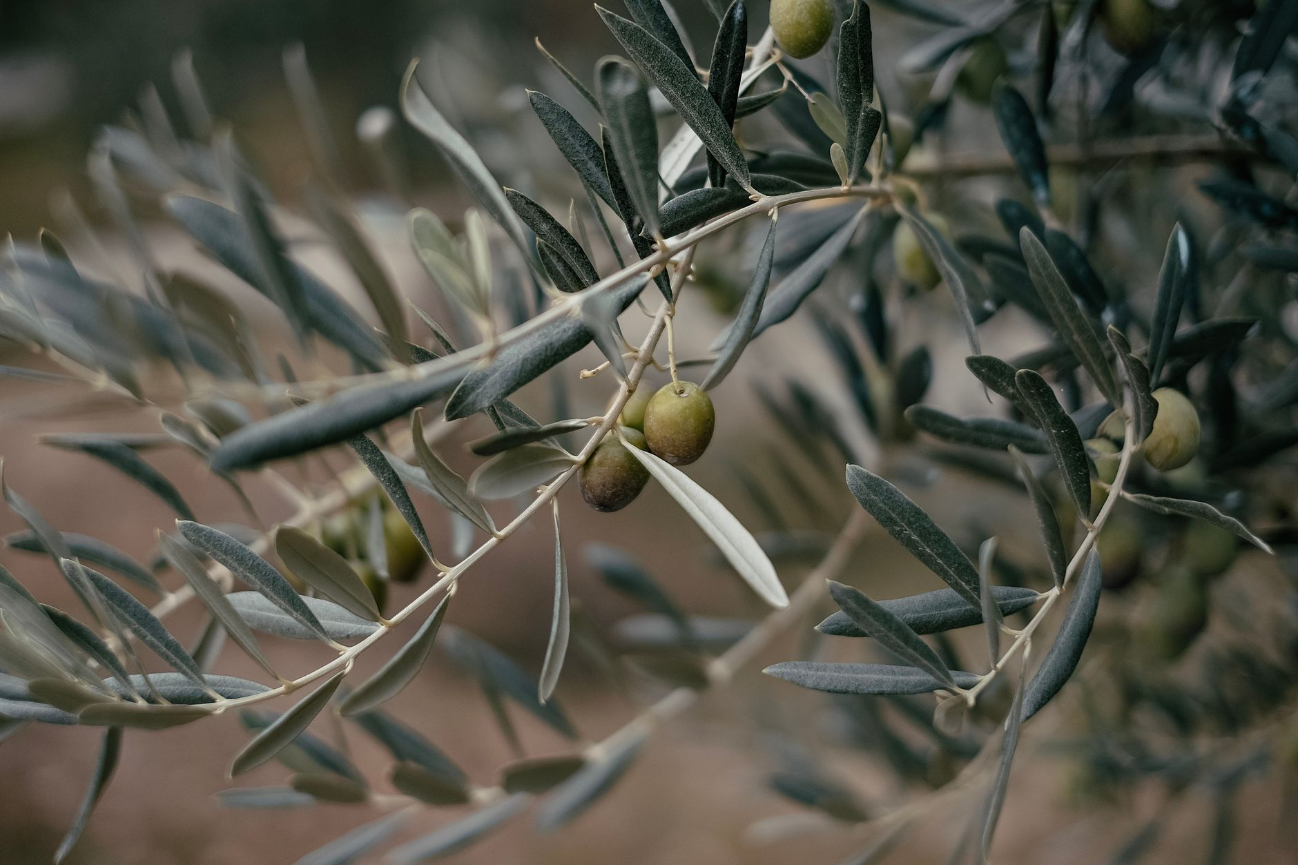 Fotos de stock gratuitas de aceite de oliva, aceitunas, agricultura