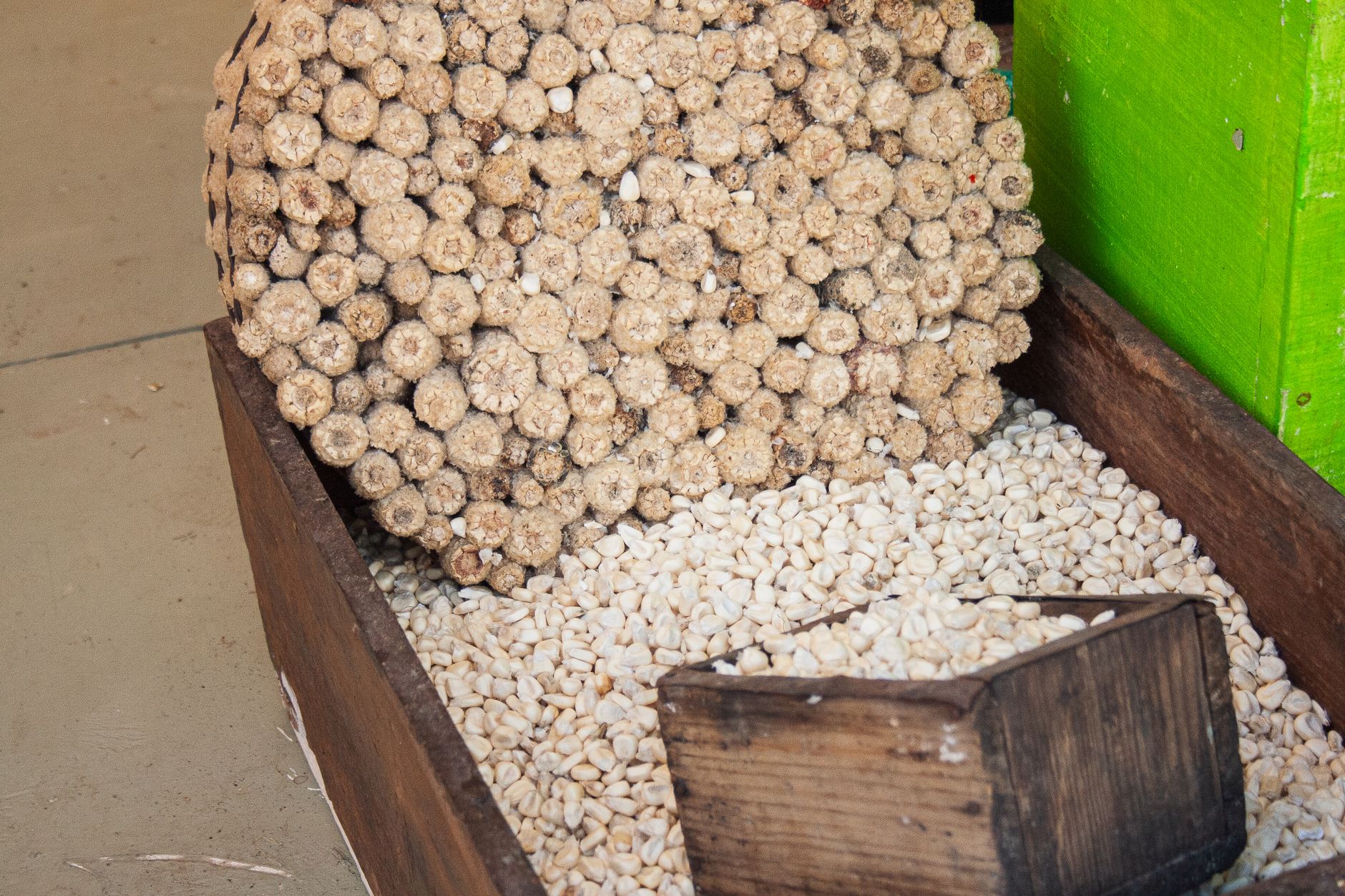 Primer plano de mazorcas y granos de maíz secos en una caja de madera, que muestra la agricultura tradicional.