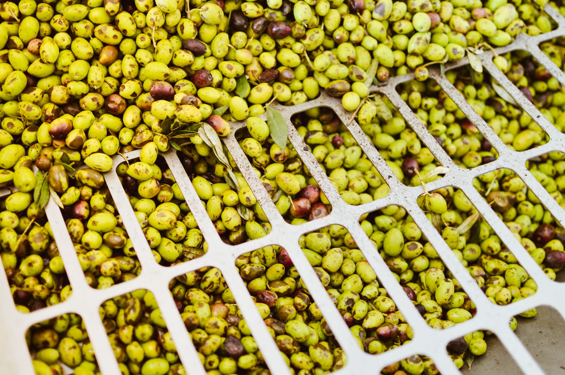 Fotos de stock gratuitas de aceitunas, aceitunas crudas, aceitunas maduras