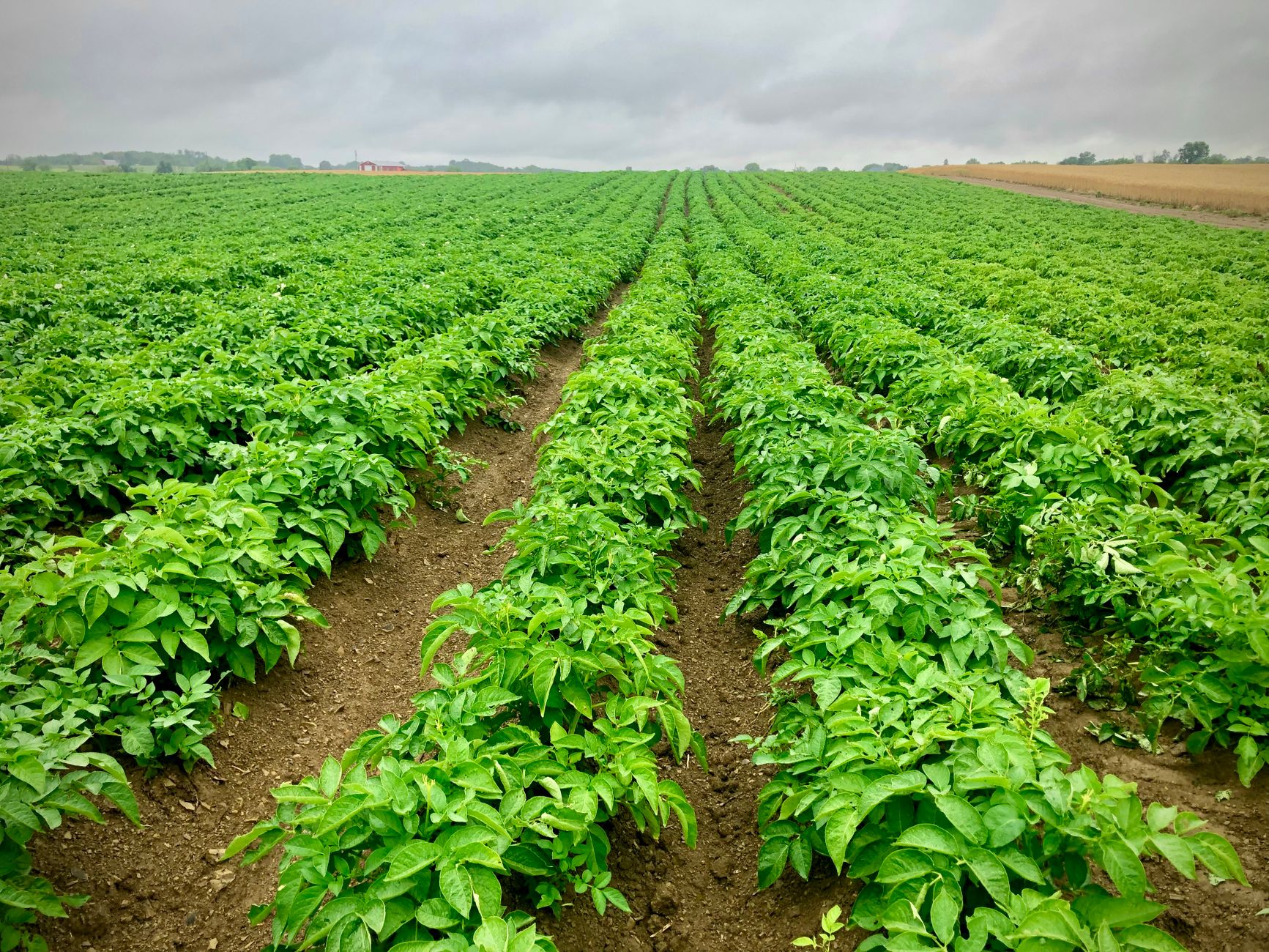 Amplios campos de patatas verdes bajo cielos nublados, que representan la agricultura sostenible.
