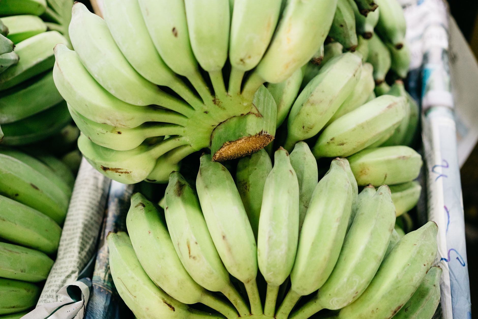 Ramo fresco de plátanos verdes no maduros apilados en una exhibición de mercado, vibrantes y tropicales.