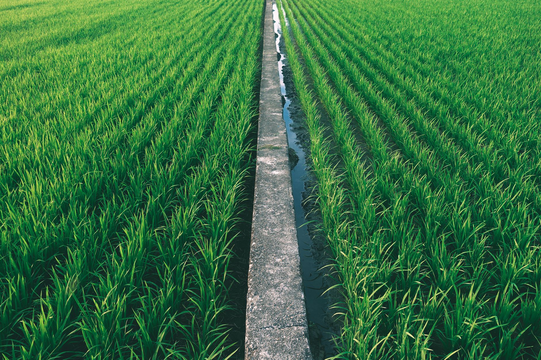 Un Camino Pavimentado Entre Tierras De Cultivo