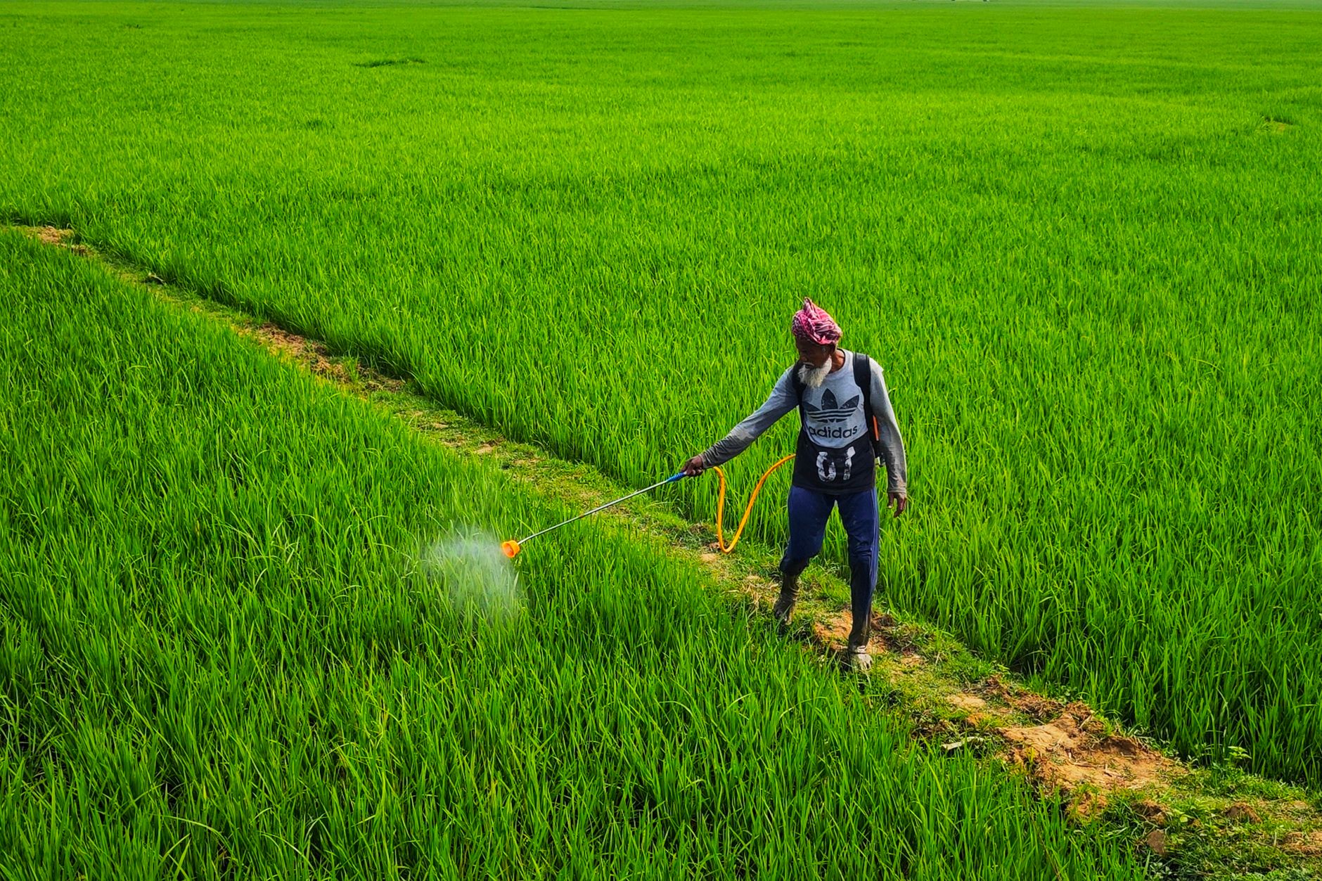 Un agricultor rocía pesticida en exuberantes campos de arroz verdes bajo el sol de verano, Bolpur, India.