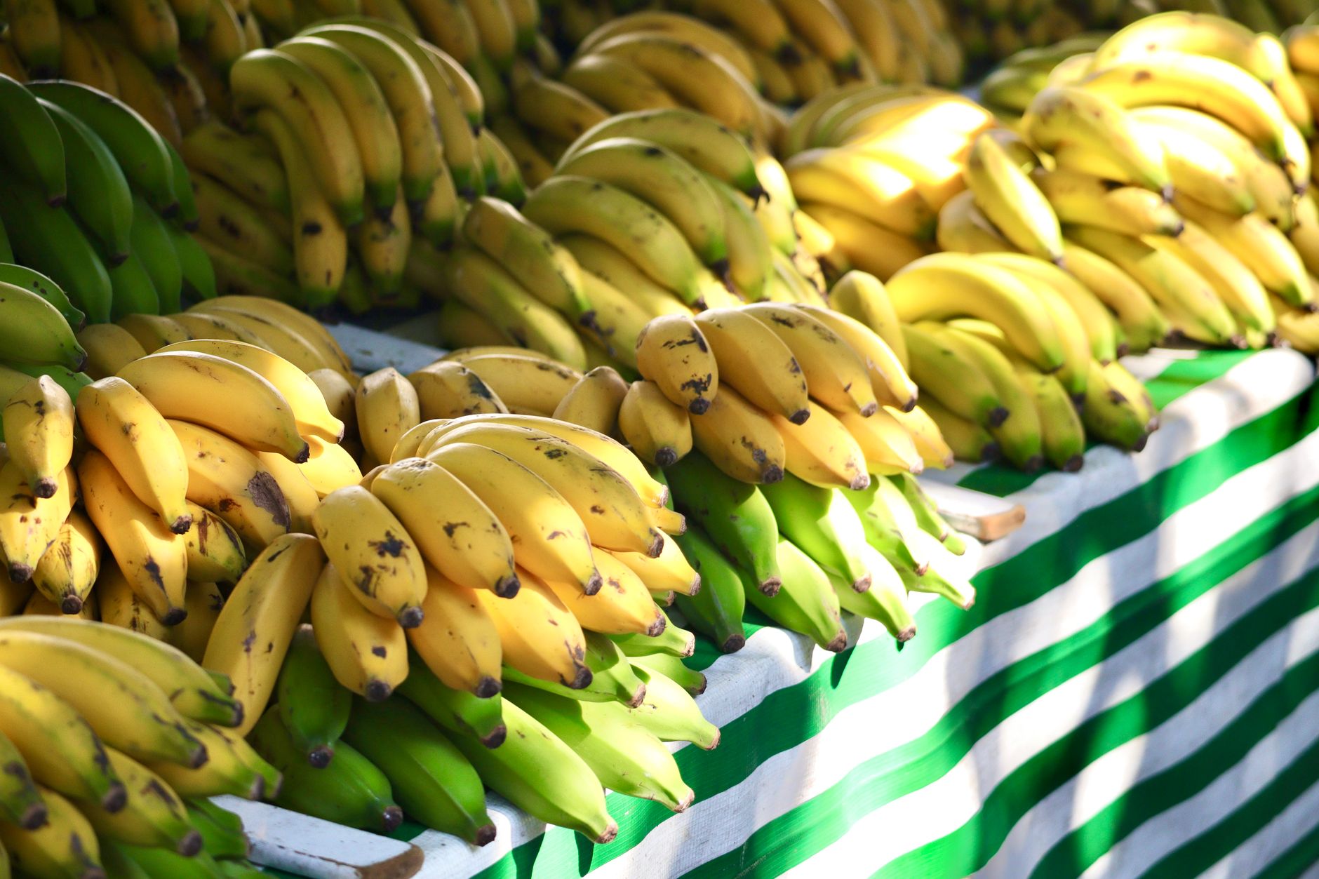 Exhibición vibrante de plátanos maduros e verdes en un puesto de mercado con tela rayada.