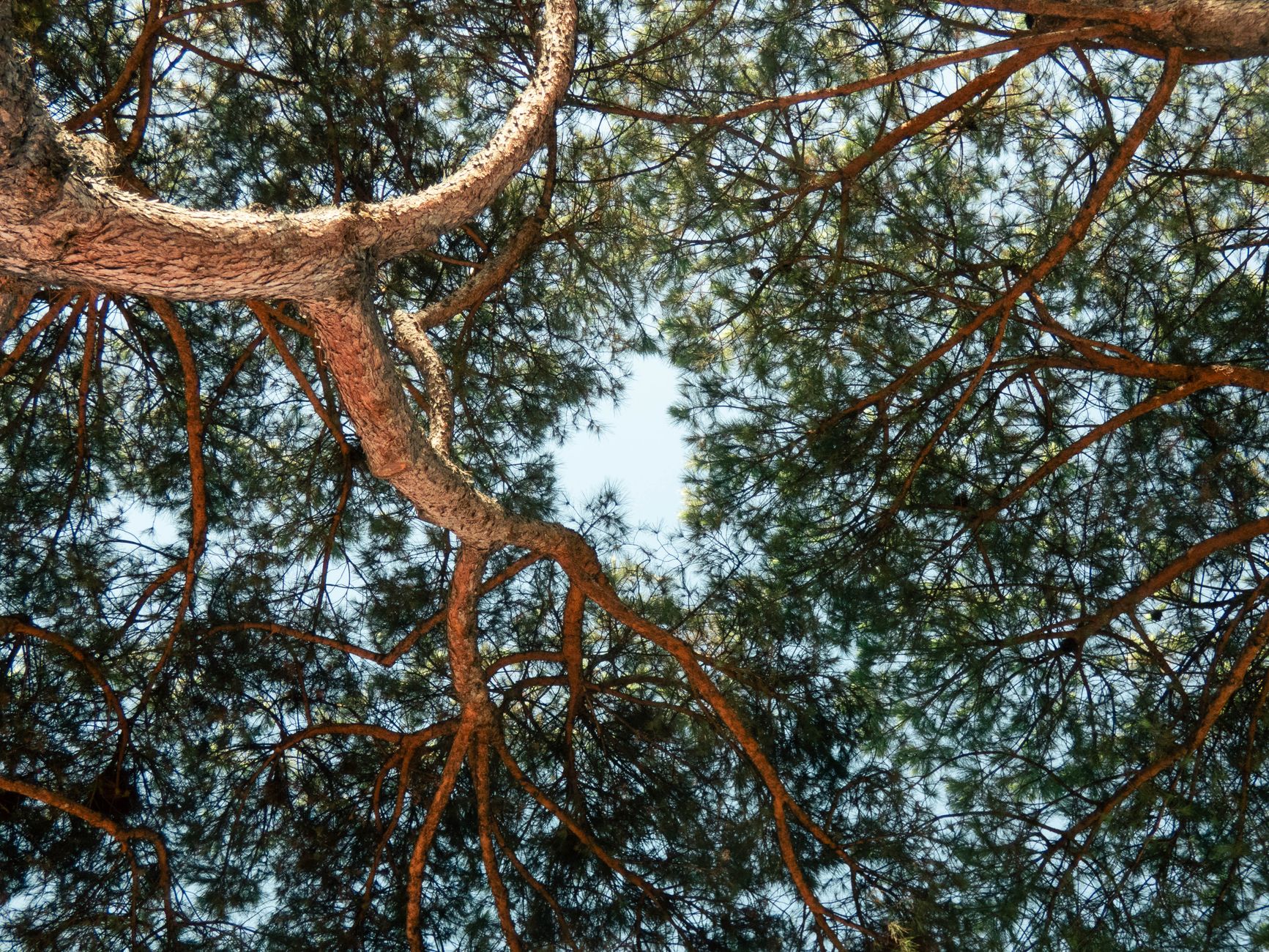 Fotos de stock gratuitas de al aire libre, árbol, bañador