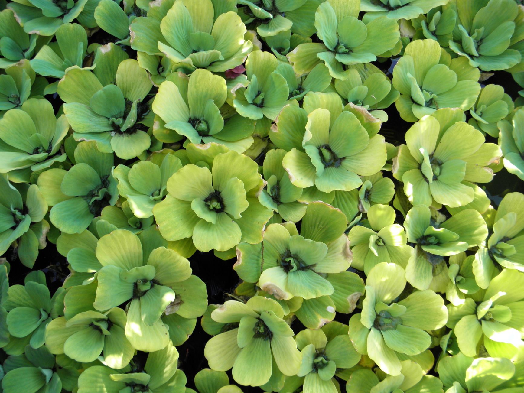 Primer plano de lechuga de agua verde exuberante (Pistia stratiotes) en un estanque, creando una escena natural serena.