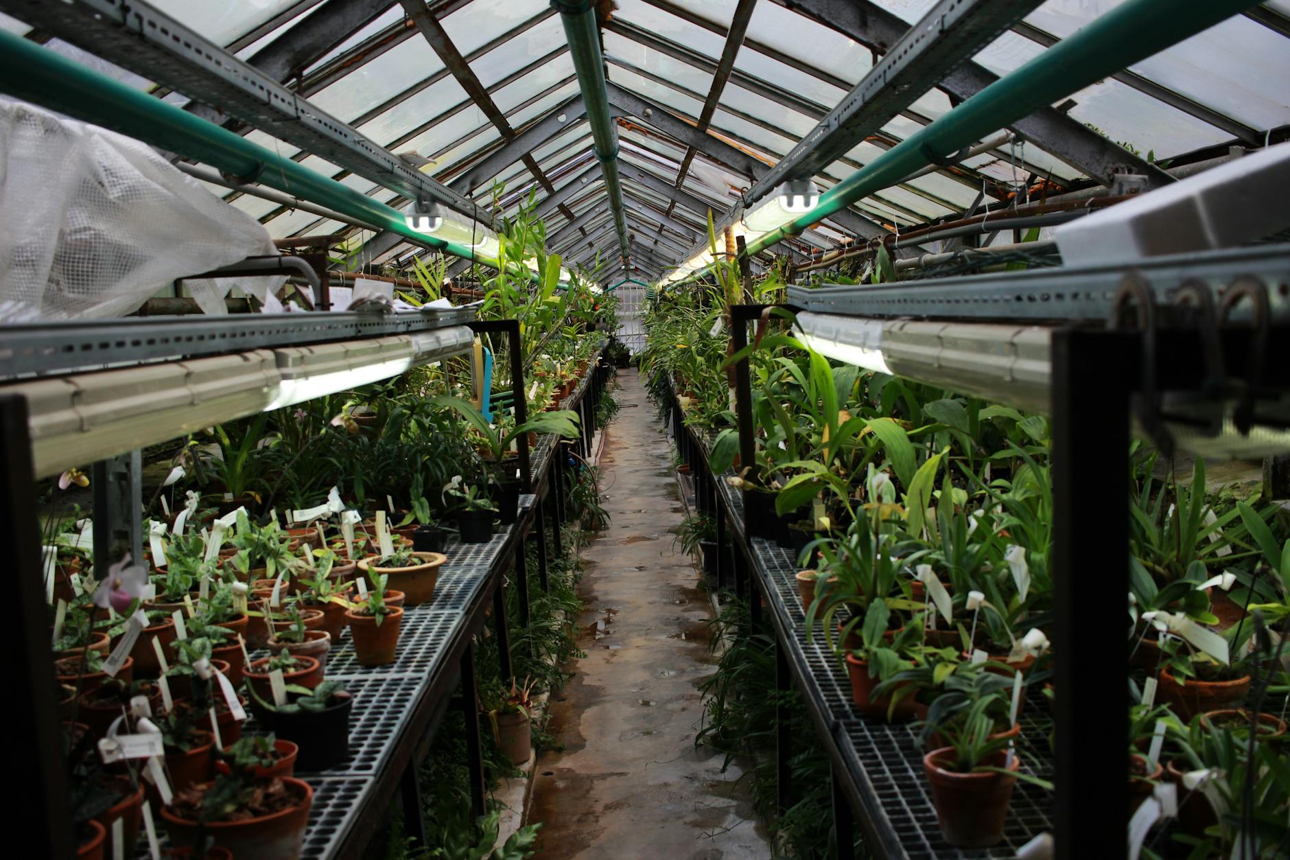plant nursery