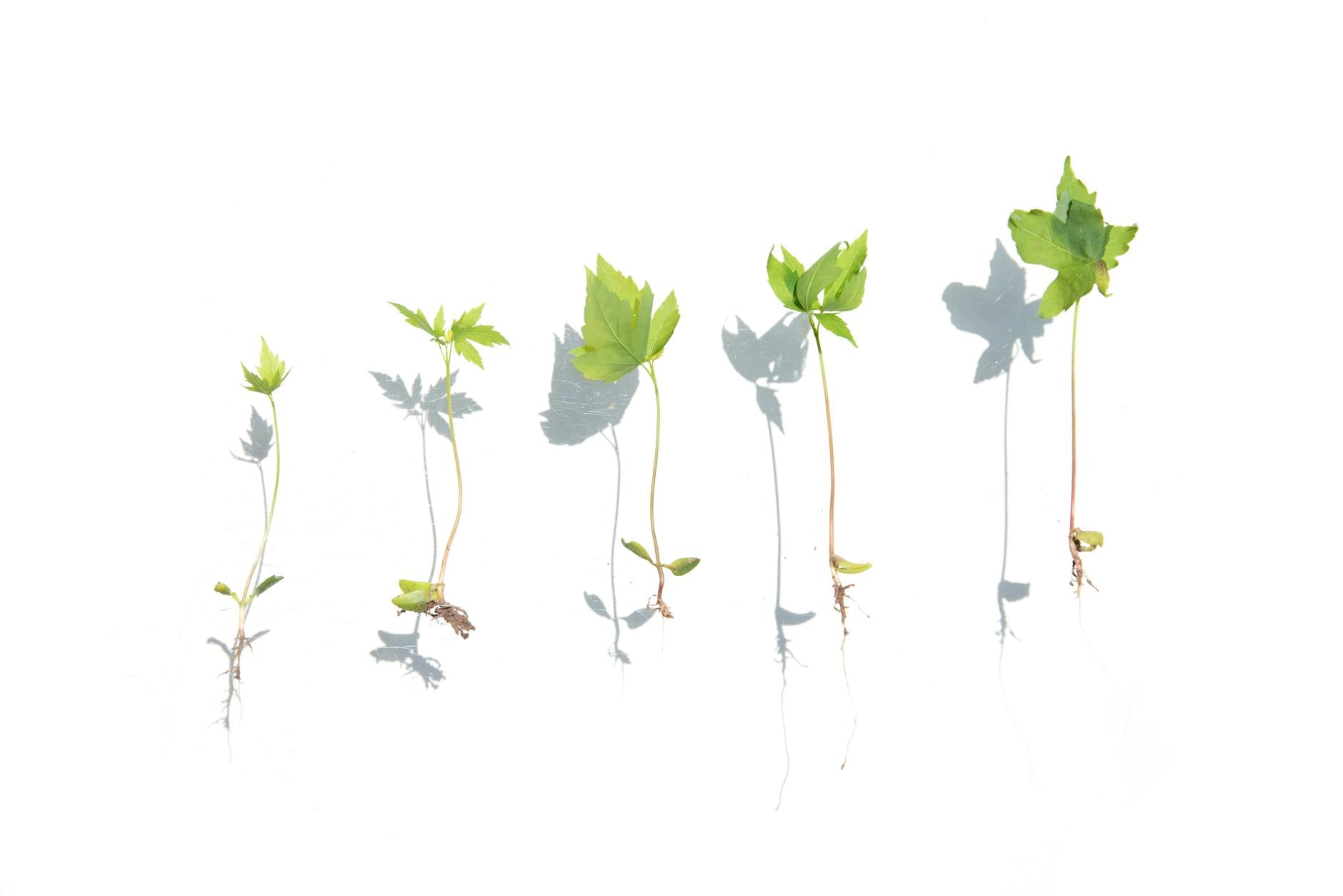 plant seedlings