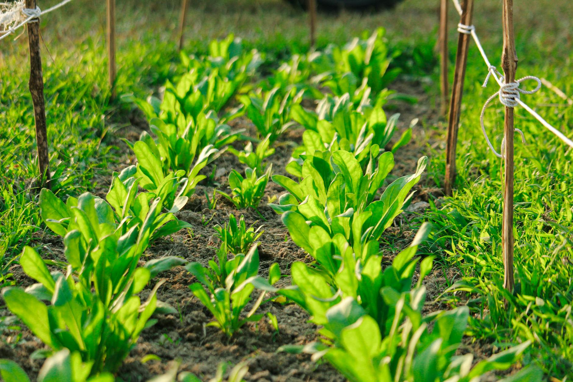 rows seedlings