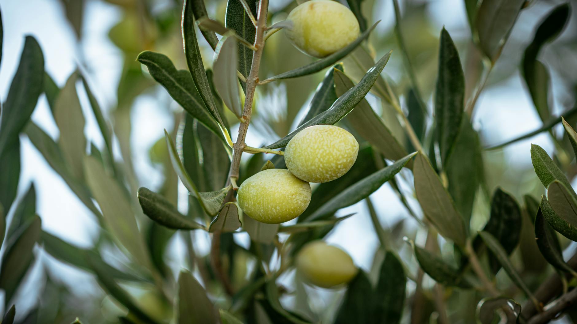 olive nursery