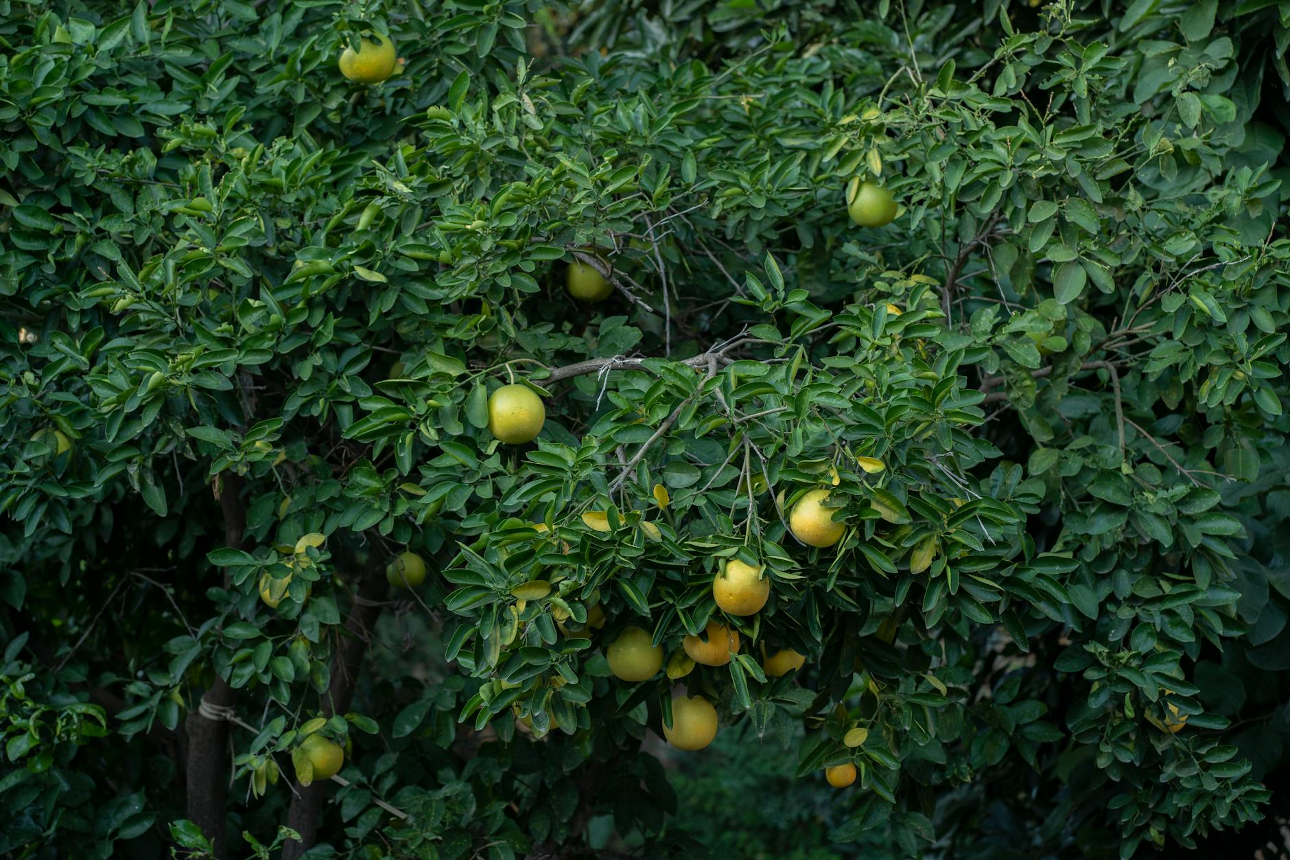 fruit tree nursery