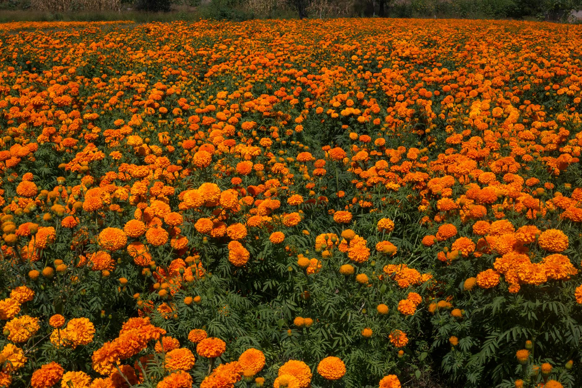 flower nursery